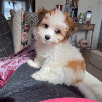 Auckland , a Teddy Bear puppy from South Burlington, Vermont Auckland , a Teddy Bear puppy from South Burlington, Vermont