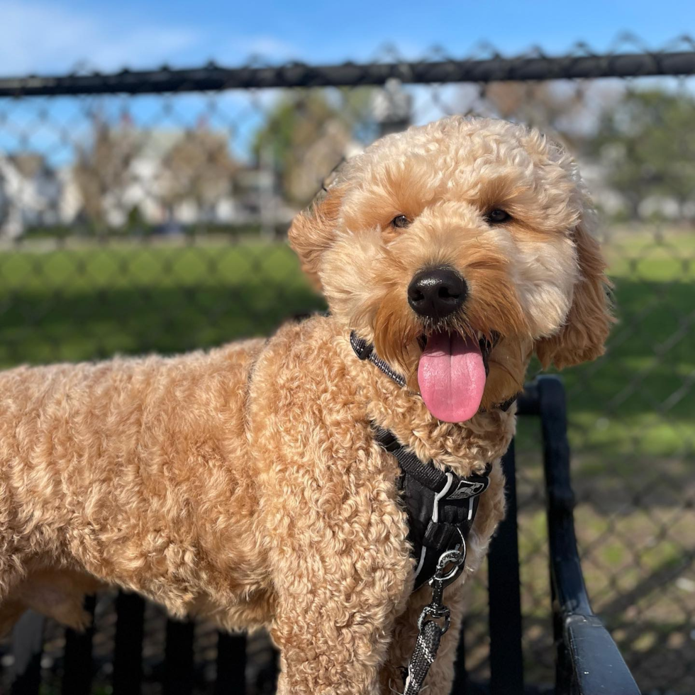 Sweet Mini Goldendoodle Pup in Charlotte NC