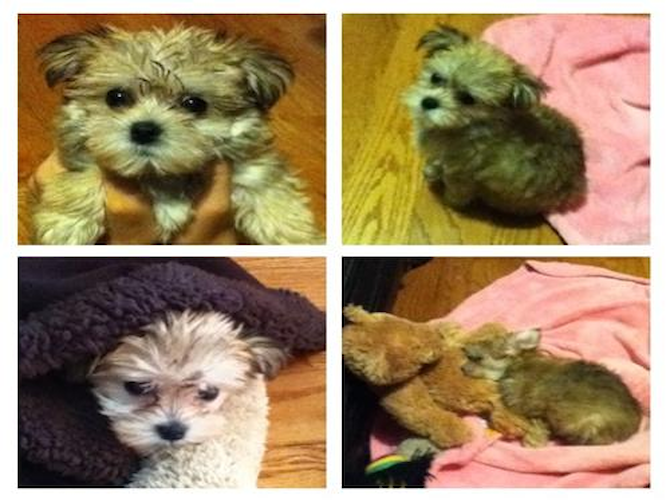 Bailey <3 (aka: Amy) - Morkie Puppy For Sale Premier Pups Bailey <3 (aka: Amy) - Morkie Puppy For Sale Premier Pups