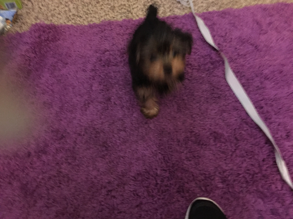 Canon City Yorkshire Terrier Pup