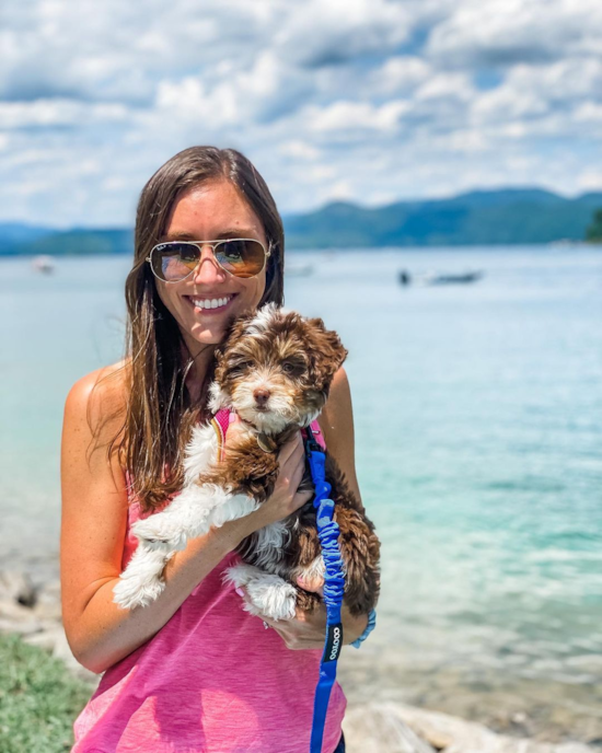 Sweet Mini Aussiedoodle Pup