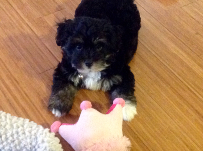Lola - Havanese Puppy For Sale Premier Pups Lola - Havanese Puppy For Sale Premier Pups