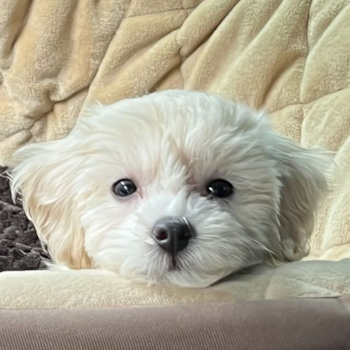 Buckeye, a Maltipoo puppy from Lima OH