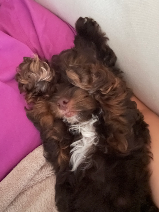 Cockapoo
