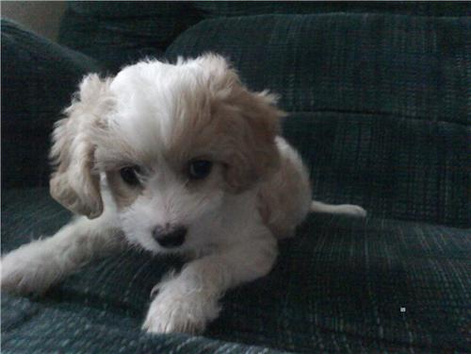 Precious (formerly Liz) - Cavachon Puppy For Sale Premier Pups Precious (formerly Liz) - Cavachon Puppy For Sale Premier Pups