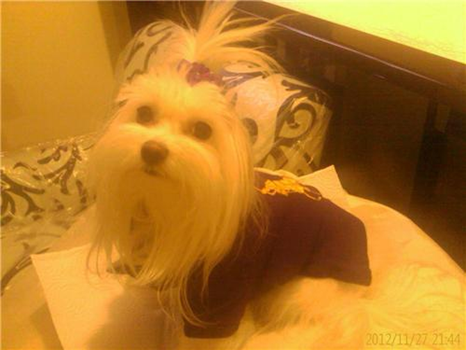 Madison - Maltese Puppy For Sale Premier Pups Madison - Maltese Puppy For Sale Premier Pups