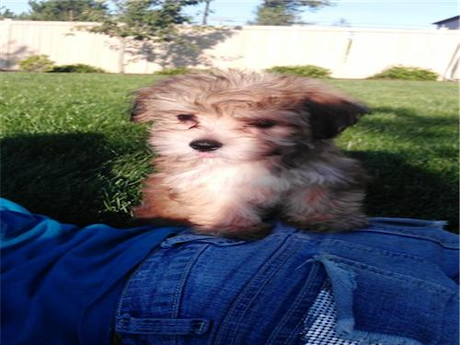 Koby - Morkie Puppy For Sale Premier Pups Koby - Morkie Puppy For Sale Premier Pups