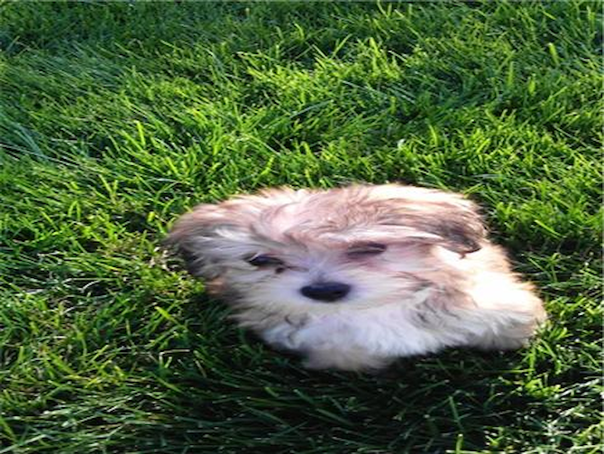 Koby - Morkie Puppy For Sale Premier Pups Koby - Morkie Puppy For Sale Premier Pups