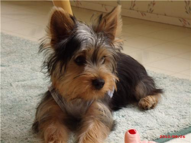 Snickers - Yorkshire Terrier Puppy For Sale Premier Pups Snickers - Yorkshire Terrier Puppy For Sale Premier Pups