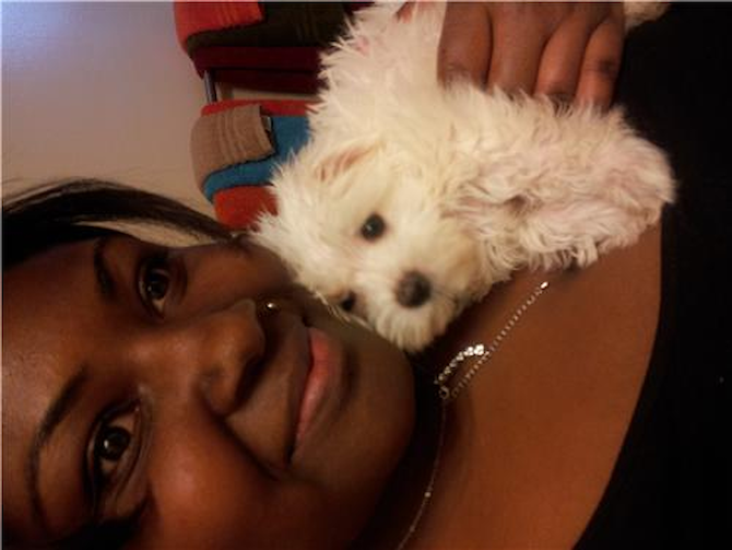 Prince - Maltese Puppy For Sale Premier Pups Prince - Maltese Puppy For Sale Premier Pups