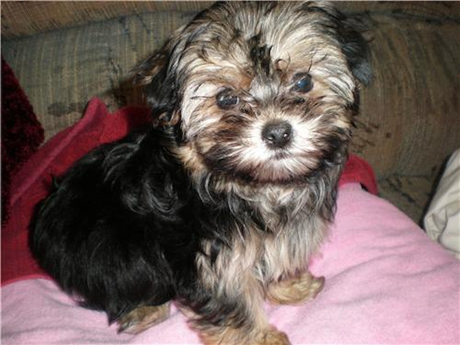Puppers - (formerly Sasha) - Morkie Puppy For Sale Premier Pups Puppers - (formerly Sasha) - Morkie Puppy For Sale Premier Pups
