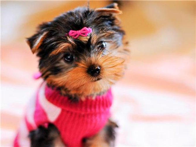 Tinkerbell (was Twinkle) - Yorkshire Terrier Puppy For Sale Premier Pups Tinkerbell (was Twinkle) - Yorkshire Terrier Puppy For Sale Premier Pups