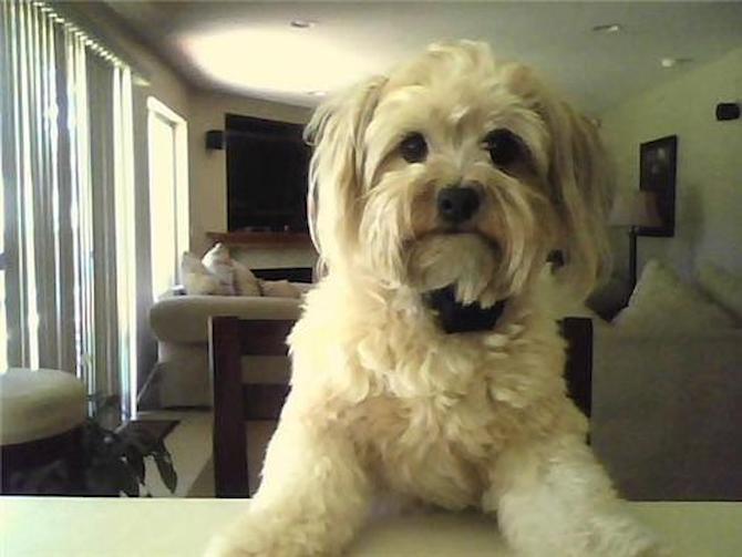 teddy - Morkie Puppy For Sale Premier Pups teddy - Morkie Puppy For Sale Premier Pups