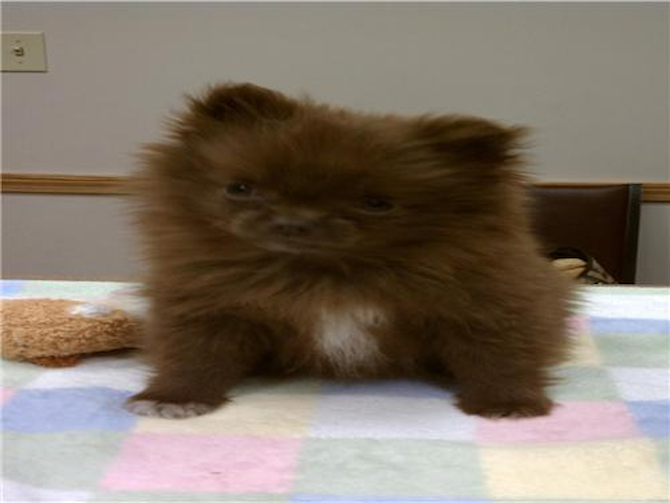 Godiva aka "Godi" - Pomeranian Puppy For Sale Premier Pups Godiva aka "Godi" - Pomeranian Puppy For Sale Premier Pups