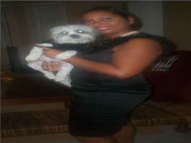 Kenji (Formely Mario) - Havanese Puppy For Sale Premier Pups Kenji (Formely Mario) - Havanese Puppy For Sale Premier Pups