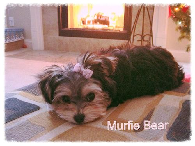 Murfie - Morkie Puppy For Sale Premier Pups Murfie - Morkie Puppy For Sale Premier Pups