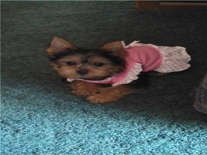 Lilly - Yorkshire Terrier Puppy For Sale Premier Pups Lilly - Yorkshire Terrier Puppy For Sale Premier Pups