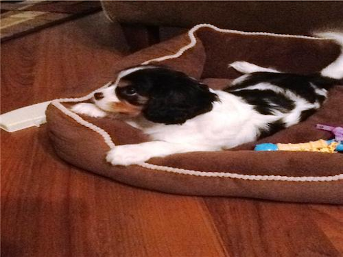 Kingston - King Charles Spaniel Puppy For Sale Premier Pups Kingston - King Charles Spaniel Puppy For Sale Premier Pups