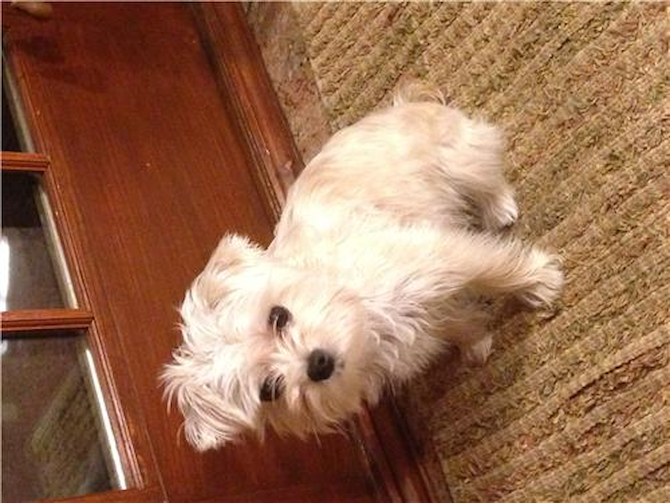 Bailey (Amy) - Morkie Puppy For Sale Premier Pups Bailey (Amy) - Morkie Puppy For Sale Premier Pups