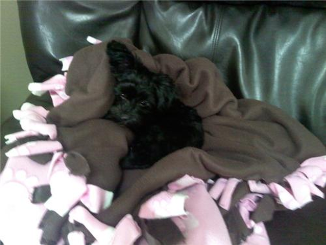Paris - Morkie Puppy For Sale Premier Pups Paris - Morkie Puppy For Sale Premier Pups