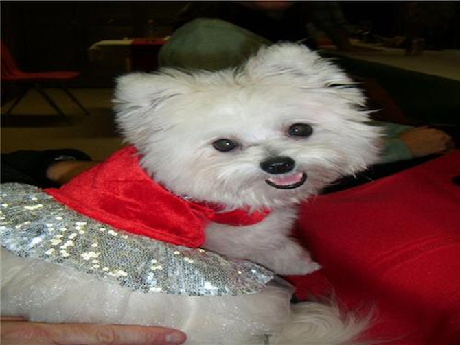 Lady St. Clair - Maltipom Puppy For Sale Premier Pups Lady St. Clair - Maltipom Puppy For Sale Premier Pups