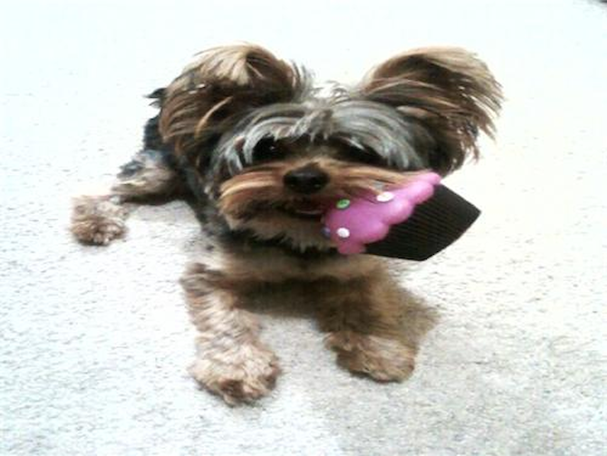 Baby Poof - Yorkshire Terrier Puppy For Sale Premier Pups Baby Poof - Yorkshire Terrier Puppy For Sale Premier Pups