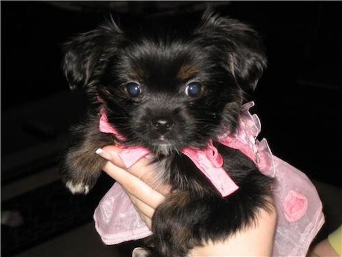 Jorga -now Lacie papillon/yorkie - Papillon Puppy For Sale Premier Pups Jorga -now Lacie papillon/yorkie - Papillon Puppy For Sale Premier Pups