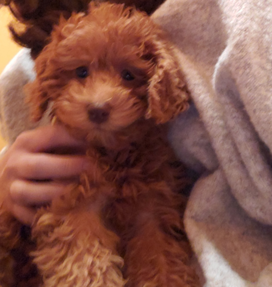 Cute Mini Goldendoodle Pup