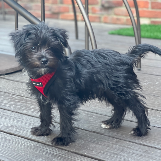 Happy Morkie Pup