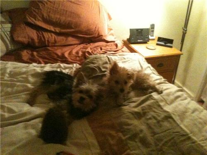Rudy and Snookie - Morkie Puppy For Sale Premier Pups Rudy and Snookie - Morkie Puppy For Sale Premier Pups
