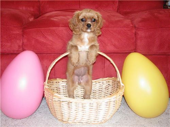 Kiala - Cavalier King Charles Spaniel Puppy For Sale Premier Pups Kiala - Cavalier King Charles Spaniel Puppy For Sale Premier Pups