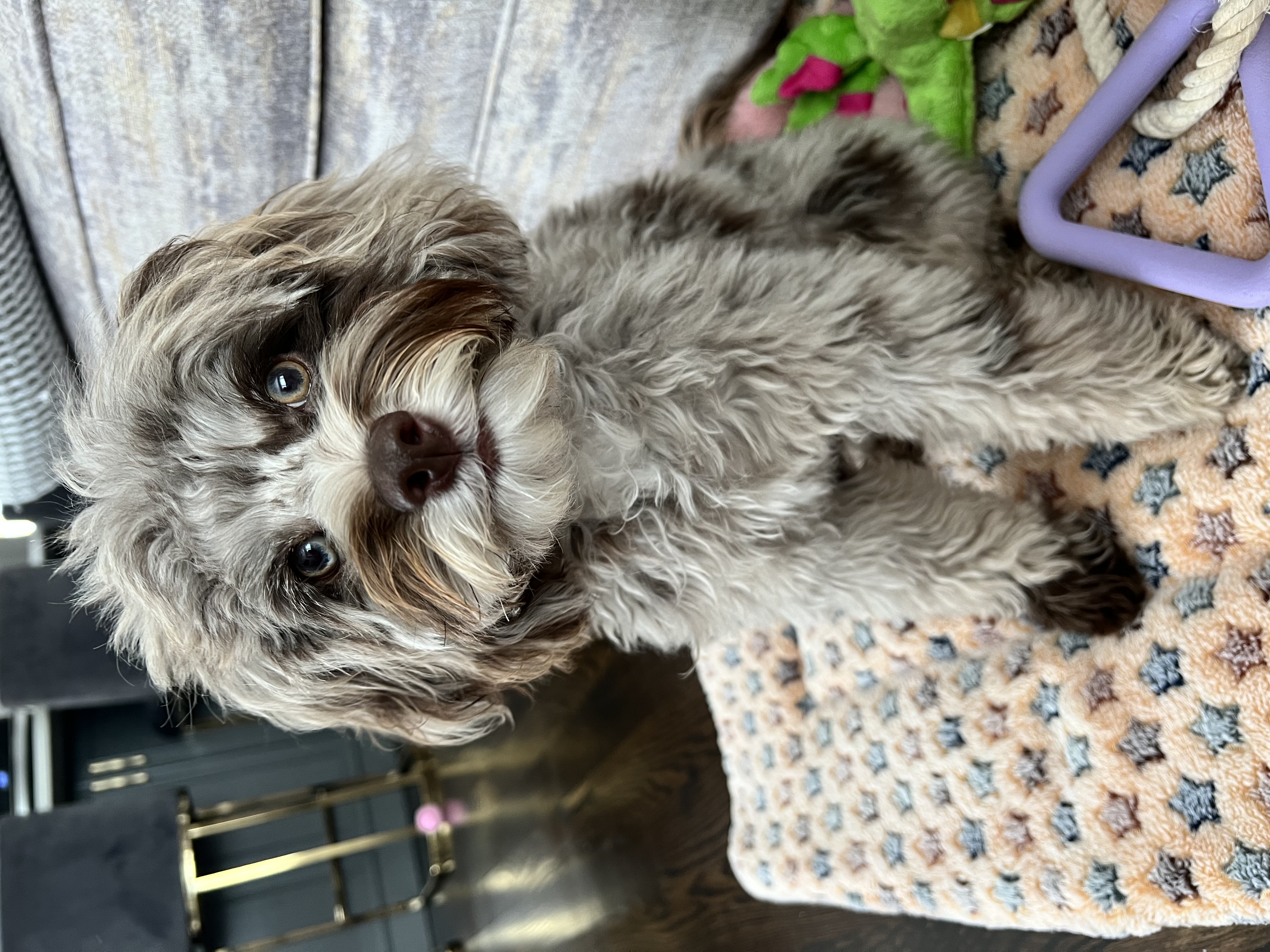 Gray cockapoo best sale