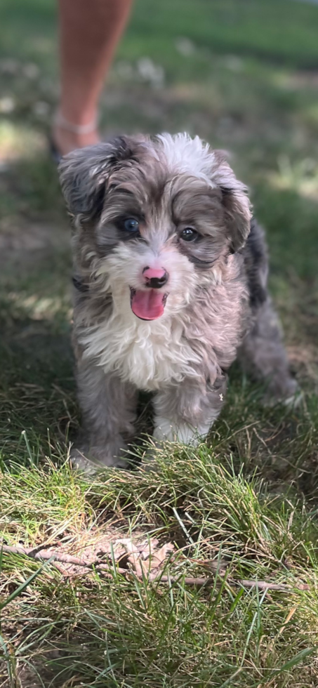 Friendly Mini Aussiedoodle Pup in