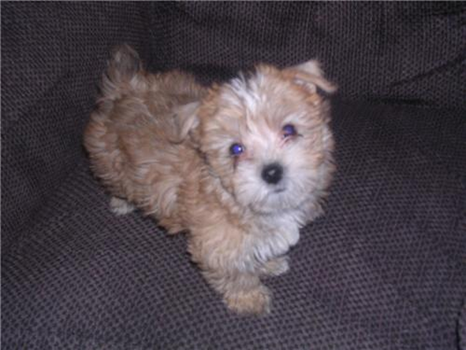 lucy - Morkie Puppy For Sale Premier Pups lucy - Morkie Puppy For Sale Premier Pups