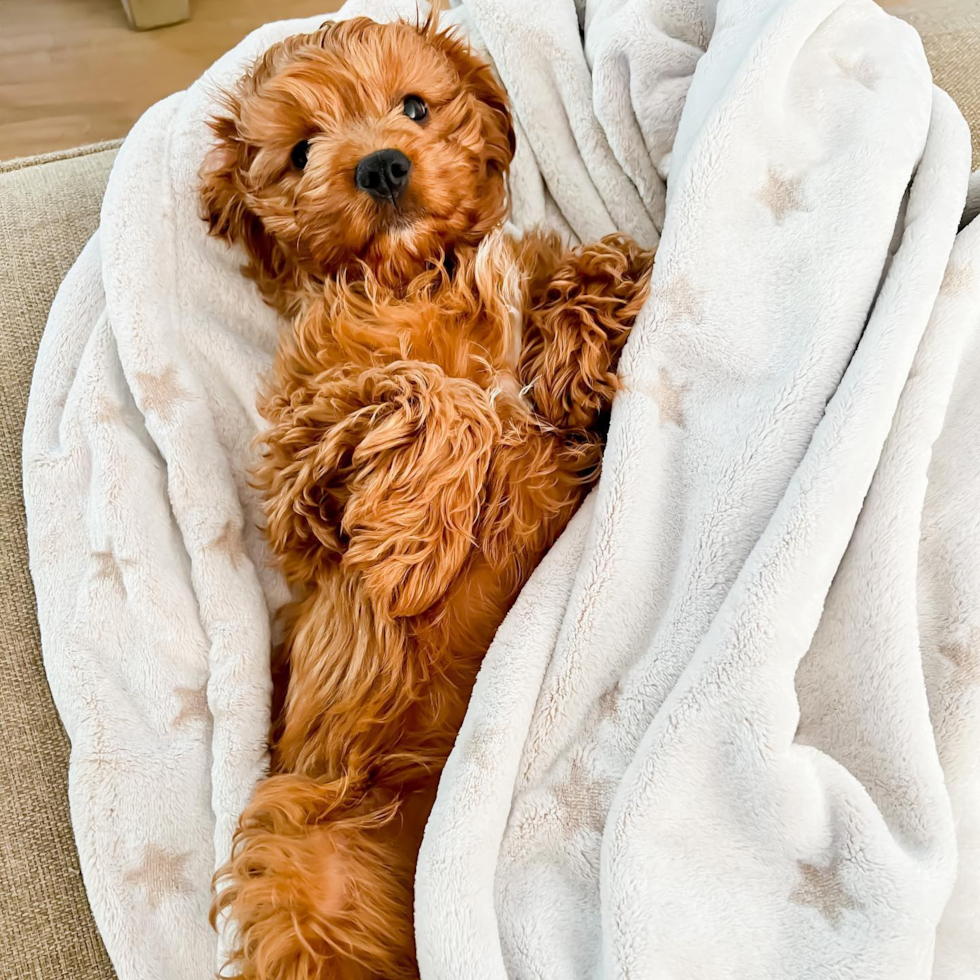 Small Cavapoo Pup in San Clemente CA
