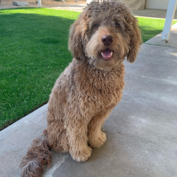 Stewart, a Mini Labradoodle puppy from Indio CA