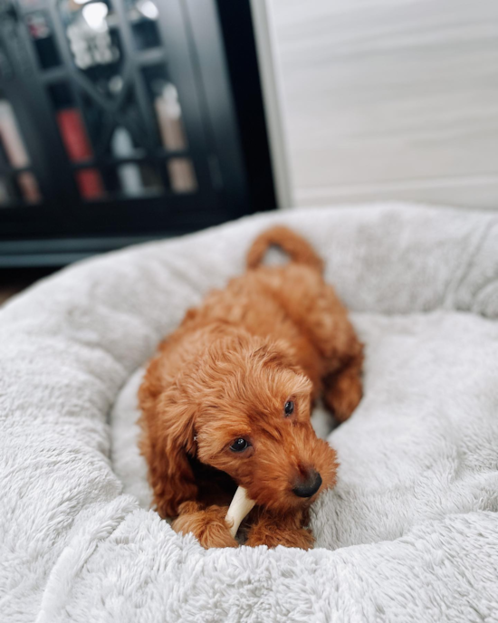 Petite Mini Goldendoodle Poodle Mix Pup