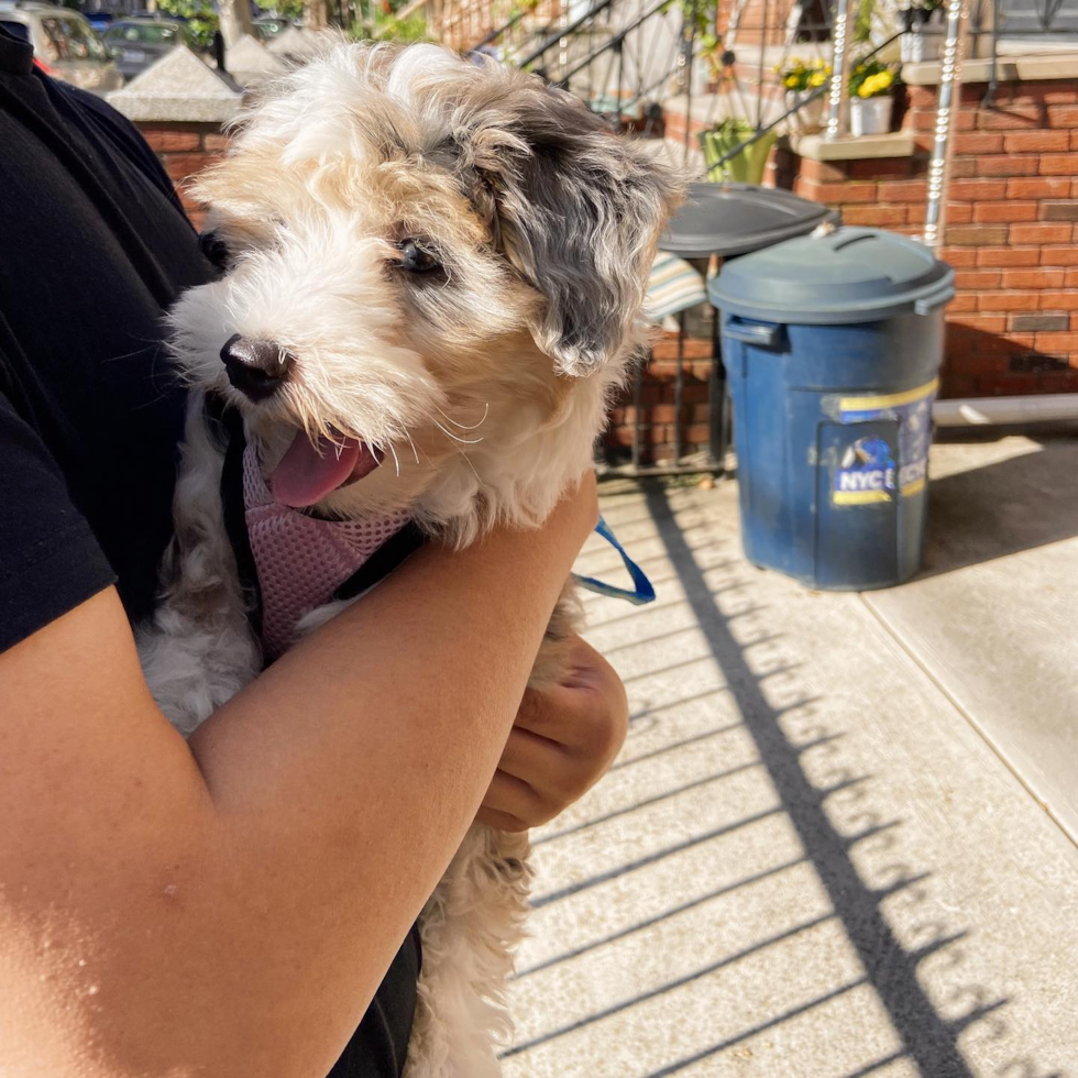 Small Aussiechon Pup in Brooklyn NY