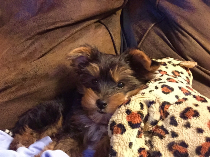 Roscoe - Yorkshire Terrier Puppy For Sale Premier Pups Roscoe - Yorkshire Terrier Puppy For Sale Premier Pups