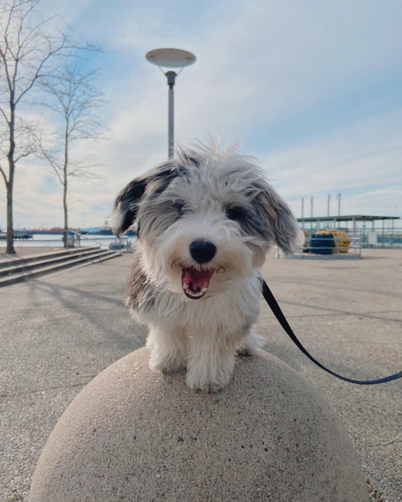 Small Aussiechon Pup in Brooklyn NY