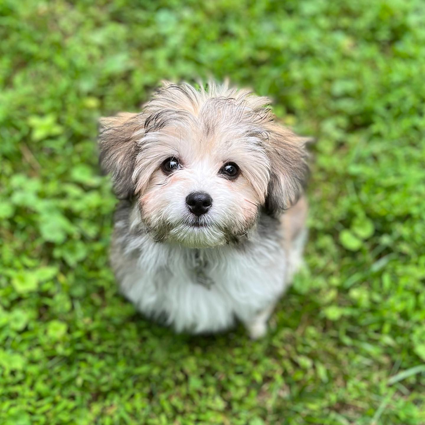 mini aussie bichon mix