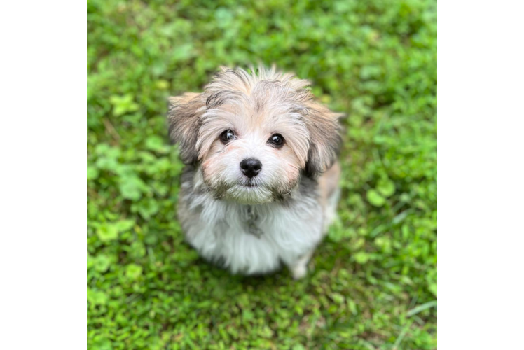 Meet Fergus - our Aussiechon Puppy Photo 1/3 - Premier Pups