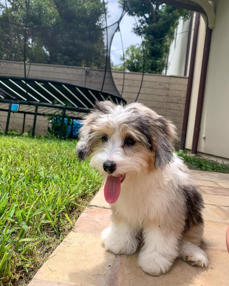 Happy Mini Aussiedoodle Pup in Houston TX