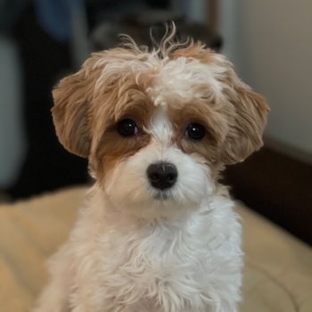 Lexie (formerly Carmen), a Maltipoo puppy from Bronx, N.Y. Lexie (formerly Carmen), a Maltipoo puppy from Bronx, N.Y.