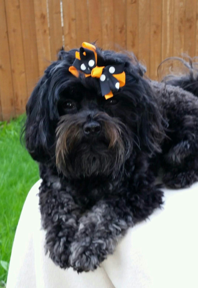 Pebbles 2 1/2 yrs - Yorkie Poo Puppy For Sale Premier Pups Pebbles 2 1/2 yrs - Yorkie Poo Puppy For Sale Premier Pups