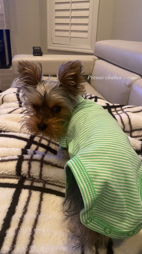 Energetic Yorkshire Terrier Pup in Cleveland OH