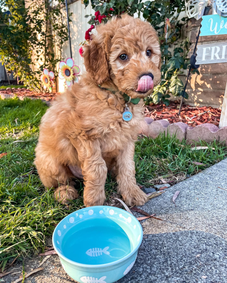 Cute Mini Goldendoodle Pup in San Jose CA
