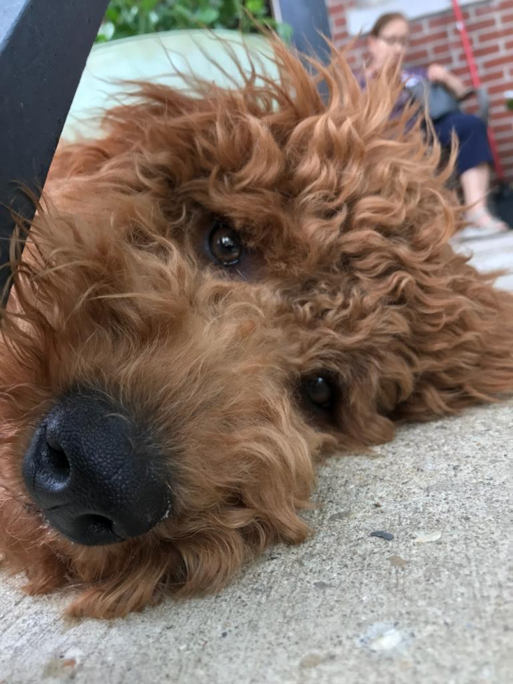 Chicago Mini Goldendoodle Pup