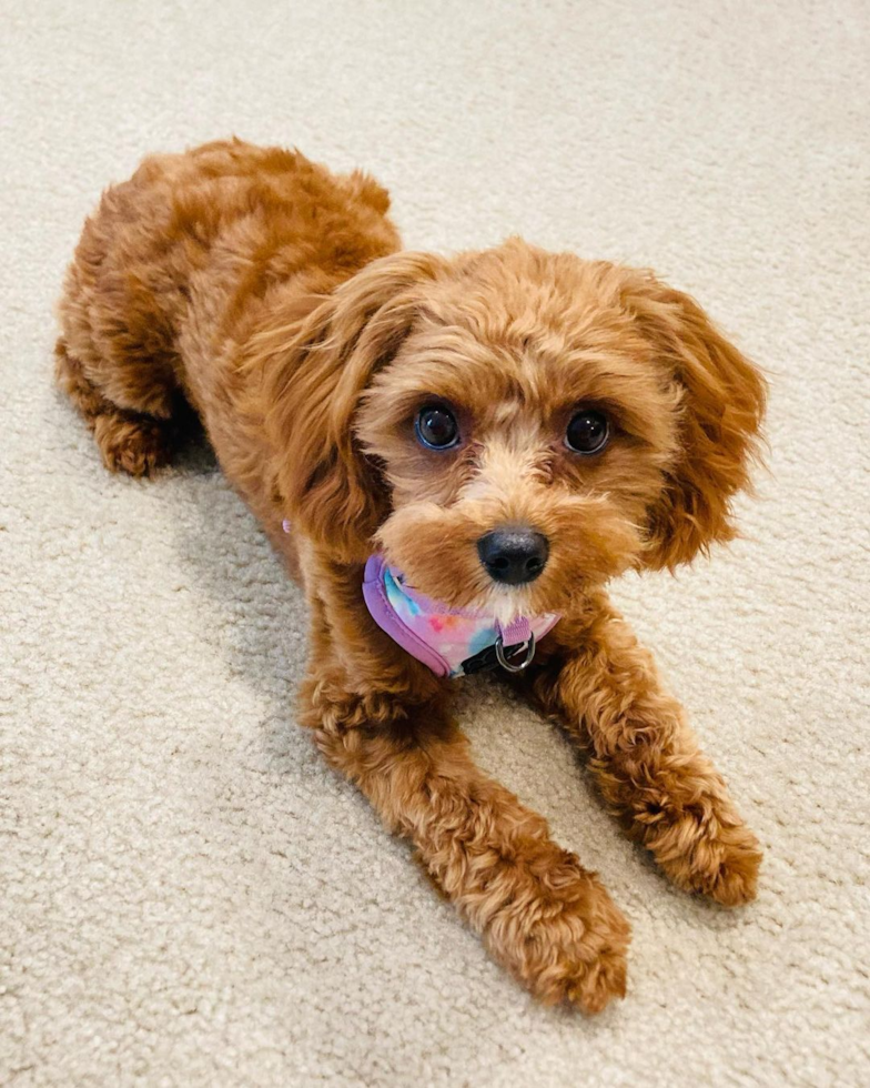 Pearland Cavapoo Pup