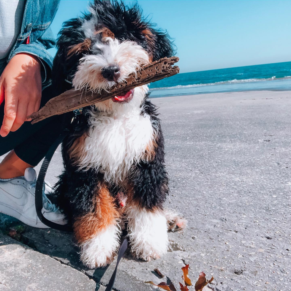 Cute Mini Bernedoodle Pup in BLOOMFIELD HILLS MI